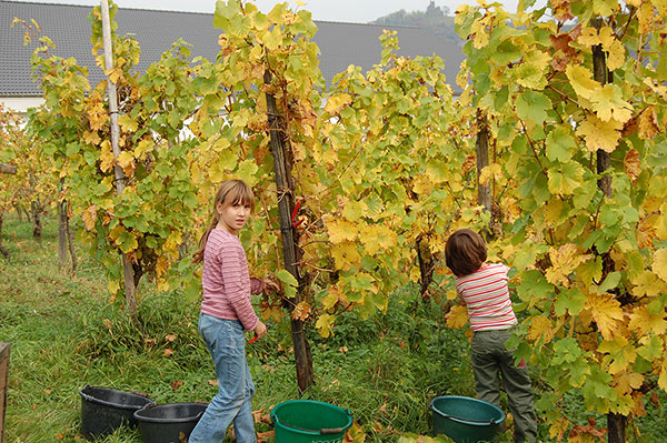 Kinder im Weinberg